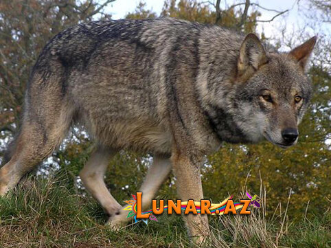 Kürdəmirdə canavarlar kəndə hücum edib